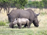 Esiweni - rhino's in the game park