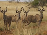 Kudu posing