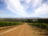 Stellenboschfontein07