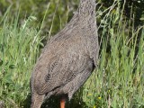 Cape Spurfowl-1