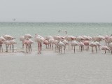 Flamingo-3