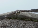 Falcon Ridge 2