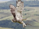 Owl-2