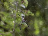Spider-1