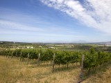 Wes_76 - Wineyards in Stellenbosch