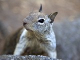 Yosemite_ 1994 - a cheeky Squirrel looking for food