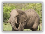 Ele_07 - Elephant in Hluhluwe