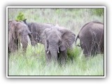 Ele_09 - an elephant herd in Welgevonden