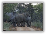 Ele_31 - a breeding herd of Elephants