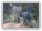 Ele_32- a mature female Elephant feeding her young