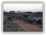 Ele_33 - a breeding herd of Elephants