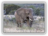 Ele_35 - an Elephant dozing on his feet