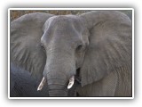 Ele_38 - the matriarch Elephant of the breeding herd gets upset