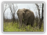 Ele_39 - a single bull Elephant walking peacefully in the grass