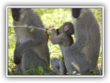 Monk_05 - vervet monkeys eating stolen wine gums
