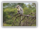 Monk_07 - Vervet monkey and mom sitting in tree
