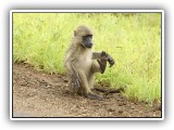 Monk_10 - one very wet baby baboon