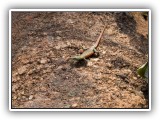 Wil_02 - a Lizard on a rock 