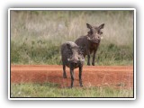 Wil_04 - Warthogs