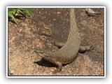 Wil_05 - a Rock Monitor in Welgevonden