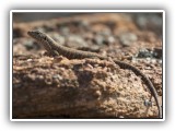 Wil_13 - a Rock Monitor in Welgevonden
