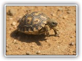 Wil_15 - a matchbox size Tortoise