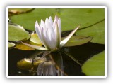 Wil_18 - water lily
