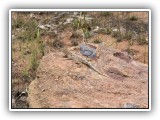 Wil_30 - a master of camouflage - a Lizard