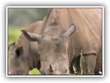 Rhi_01 - Rhino