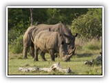 Rhi_04 - Rhino