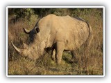 Rhi_11 - Rhino