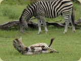 Welgevonden__011 - Young Zebra with mother