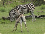 Welgevonden__015 - Young Zebra with mother