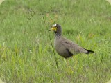 Welgevonden__016 - African Wattled Lapwing (Plover)