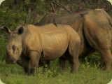 Welgevonden__065 - Mom and baby Rhino