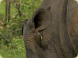 Welgevonden__082 - can I whisper in your ear - a Redbilled Oxpecker