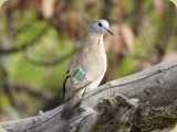 Welgevonden__103 - an Emerald-spotted Wood Dove