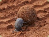 Welgevonden__105a Dung Beetle rolling it's dung ball towards the bush