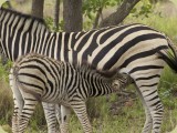 Welgevonden__113 - a Zebra suckles on Mom
