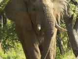Welgevonden__143 - Elephant