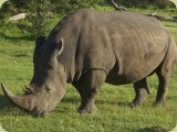 Welgevonden__158 - Rhino