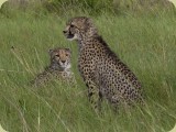 Welgevonden__222 - Cheetah
