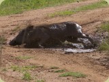 Welgevonden__255 - a Warthog rolls in the mud