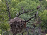 Welgevonden__343 - a Hammerkop with it's nest