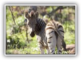 Zeb_03 - a young Zebra