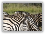 Zeb_05 - Zebra