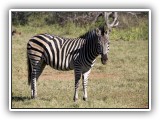Zeb_06 - Zebra