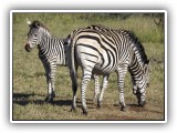 Zeb_07 - Zebra