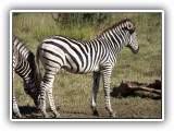 Zeb_08 - Zebra