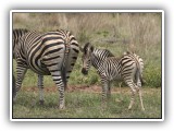 Zeb_16 - Zebra - every Zebra has a different set of strips on his backside so that the young can identify Mom